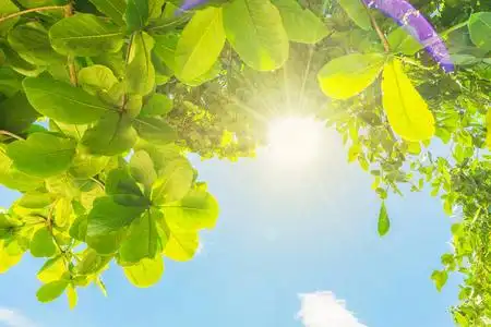 背景:绿叶天空和太阳与光线和太阳光.照片