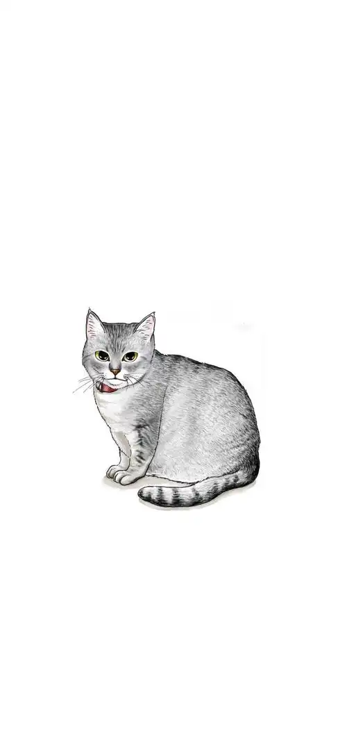 白底手绘猫咪
