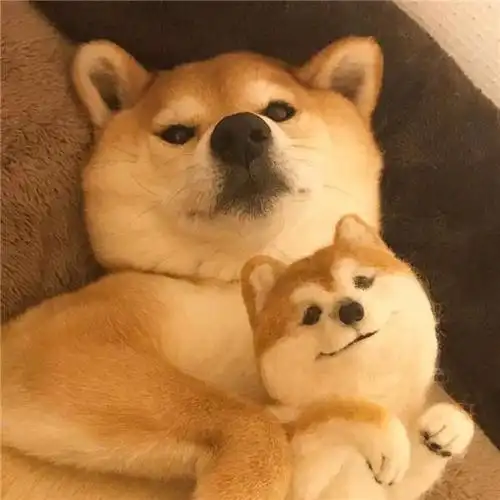 可爱柴犬高清微信萌宠头像图片