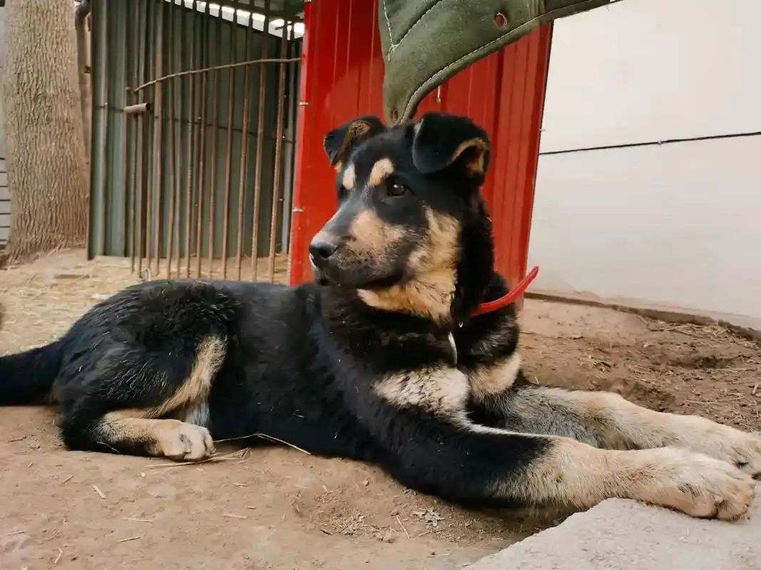 相狗经上意为天眼看穿的意思所以四眼狗看家护院非常受欢迎这和四眼狗