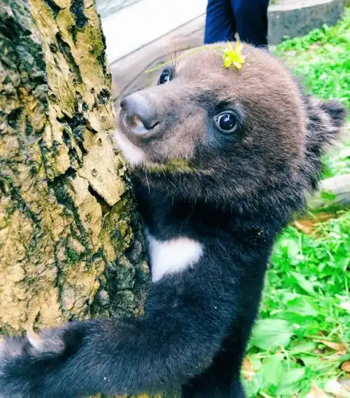 赞5月初救护刚出生小黑熊萌翻全网感动你我