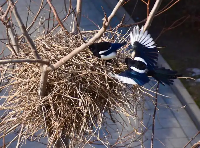 鸟巢-正在施工中