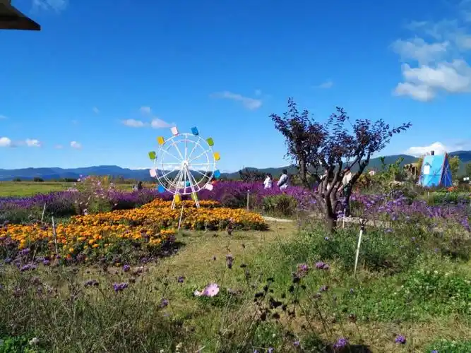 拉市海的蓝天白云鲜花