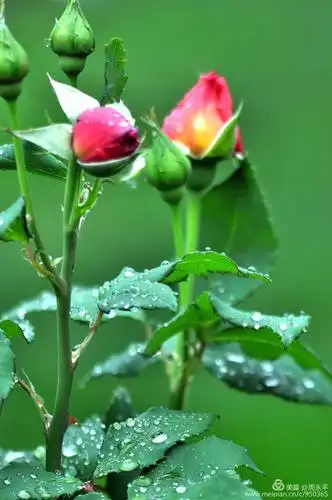 月季带雨更娇艳