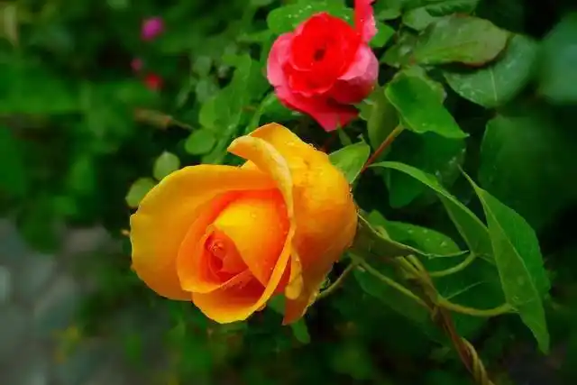 如果视频你也相册牡丹花喜欢大自然制作,喜欢动物,植物,美好牡丹花的