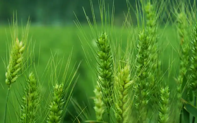 清新绿色麦穗护眼高清桌面壁纸下载