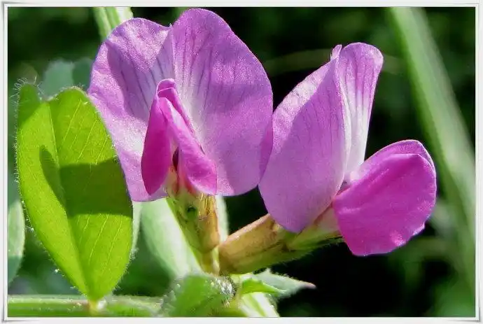 救荒野豌豆也叫大巢菜