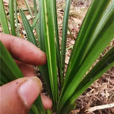 惠兰丝草 - 中国兰花交易网