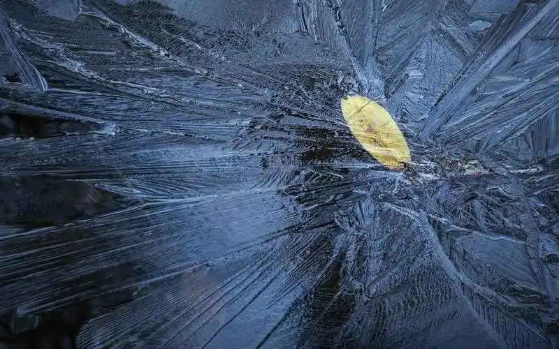 冰,冷冻,叶 壁纸