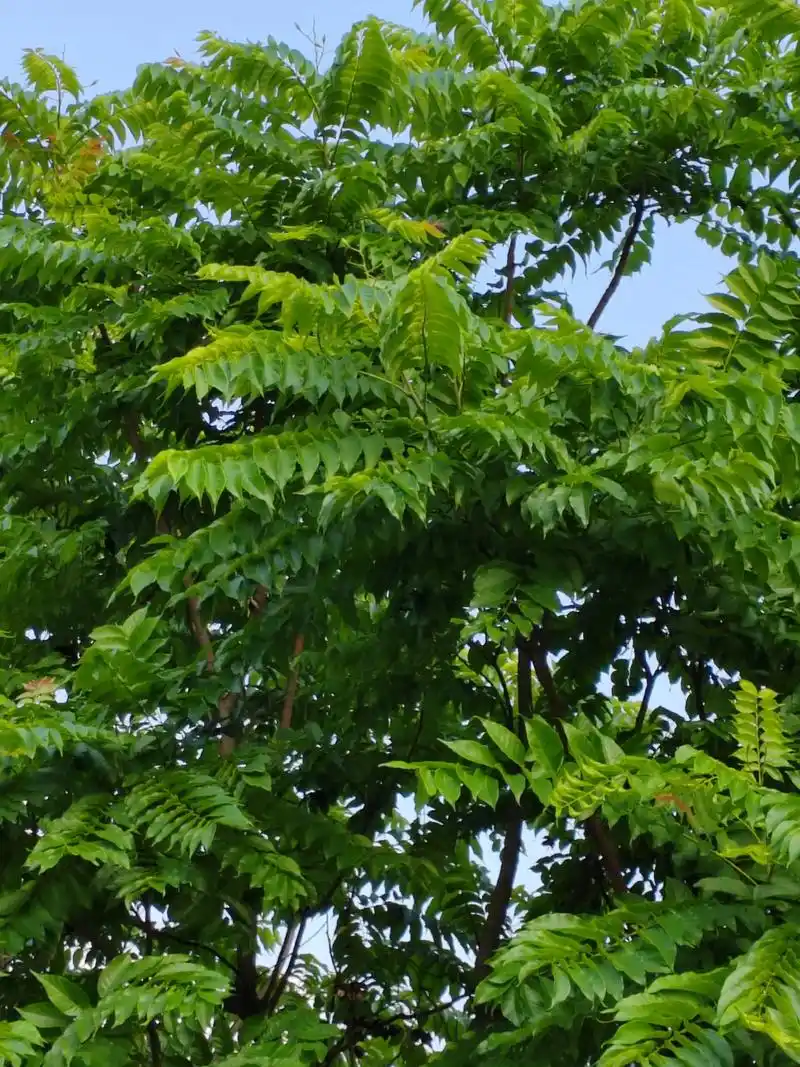 俊秀超凡的麻楝树 五月,那美丽的麻楝树出落的愈发英俊挺拔,枝叶也