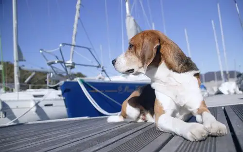 小狗写真高清壁纸(四)16 - 1920x1200