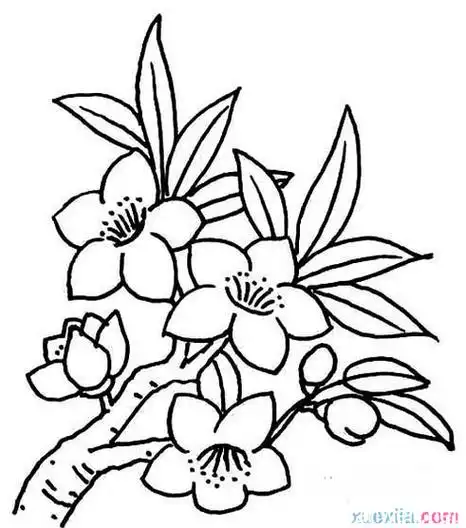 梅花花瓣简笔画 梅花花瓣简笔画图片大全