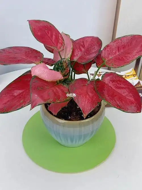 吉利红一年四季长红招财运红红火火