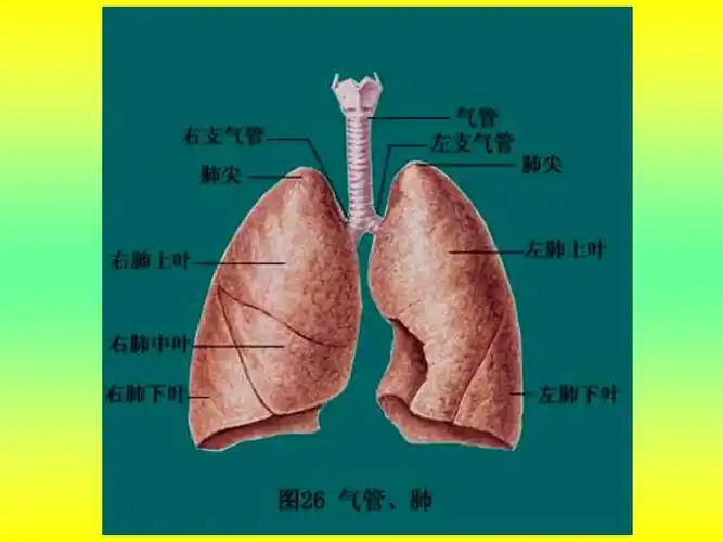 发生在肺内的气体交换,第三章人体的呼吸,,肺的位置,,,位于胸腔内