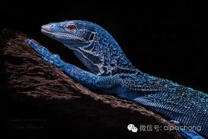 【慎入】迷人的蓝树巨蜥