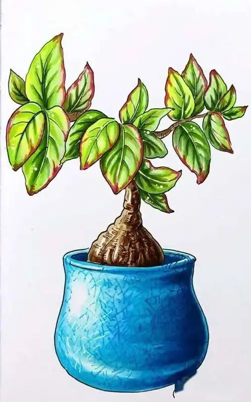 简笔画6767一组马克笔小盆栽