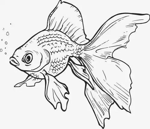 画金鱼的简笔画视频