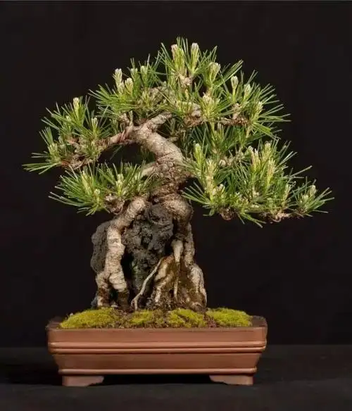 就连和柏树一样是四季常青的松树也比不上2松类 十大盆景名贵树种排名