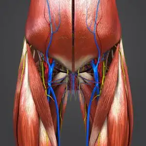 人体臀部和大腿肌肉与循环系统和神经的彩色医学例证照片