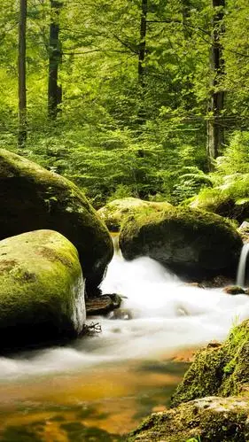 森林的早晨,锁屏图片,高清手机壁纸,风景-回车桌面