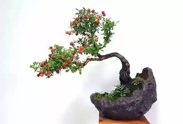 山楂是枚坚强的女汉子只需小小呵护一下就可制成盆景任你把玩