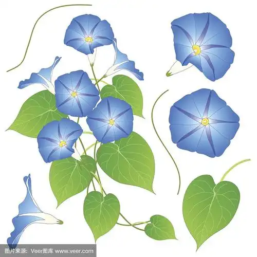 蓝色的牵牛花.孤立的白色背景.矢量图