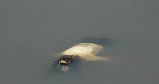 黄河捞尸人不惧鬼神,善待死者,最怕水面只漂了一抹头发