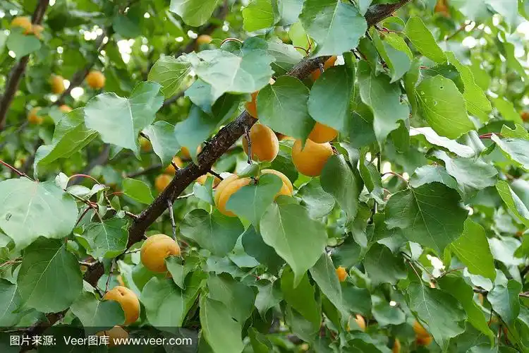 杏树,成熟的杏树,天然的杏树,叶间的杏树