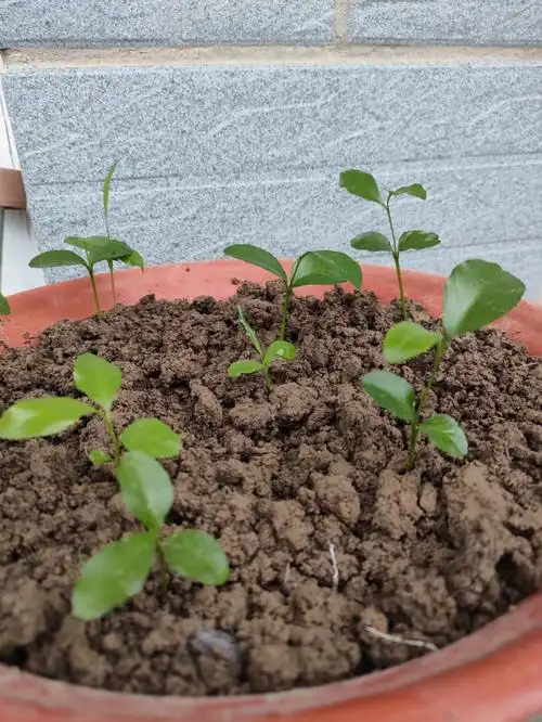 期待着我的沃柑树