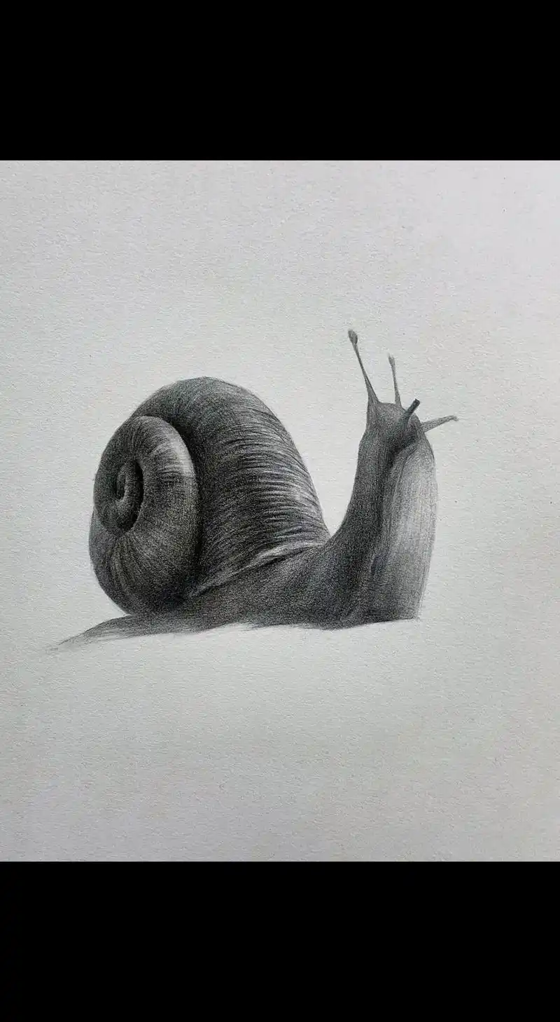 素描质感刻画蜗牛纹理光影练习绘画步骤教程.#看见音乐计划 # - 抖音
