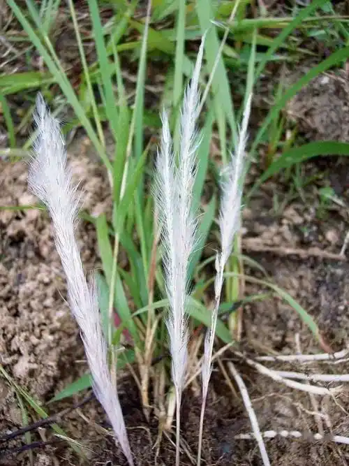 《诗经》里爱情的信物,曾是无数儿童觊觎的美味_白茅根_田野_朝霞