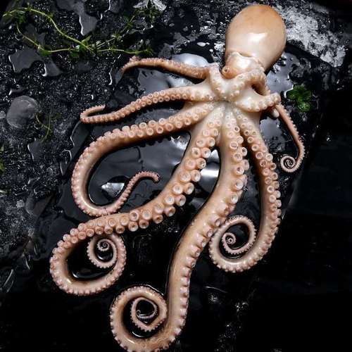 网红爆头大长腿八爪鱼新鲜鲜活大长腿八爪鱼海捕大长腿八爪鱼长腿八爪