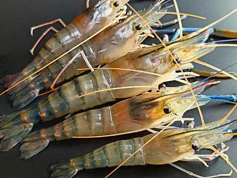 草虾图片_草虾图片大全_草虾图片下载