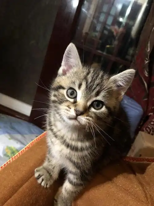 美短棕虎斑宝宝求包养,自家培养