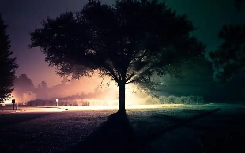 壁纸 孤独的树,剪影,光,晚上 2560x1440 qhd 高清壁纸, 图片, 照片