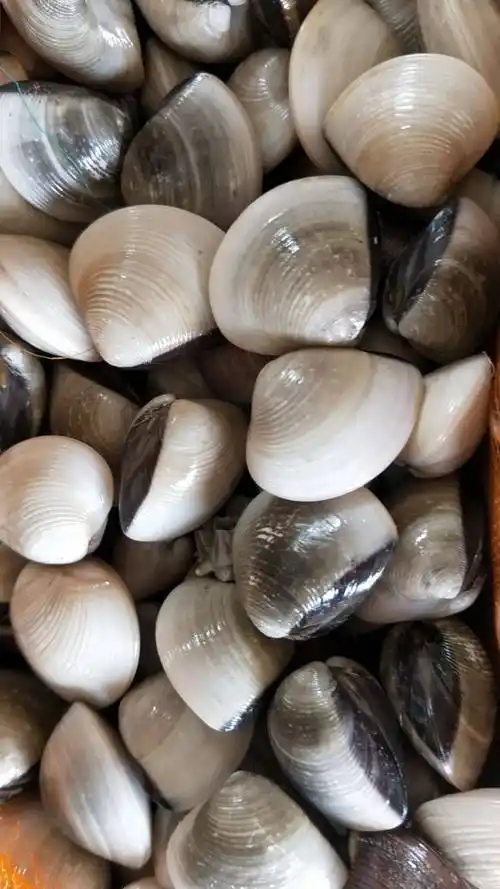 本店提供[白螺 ],欢迎有需要的老板进店逛逛.