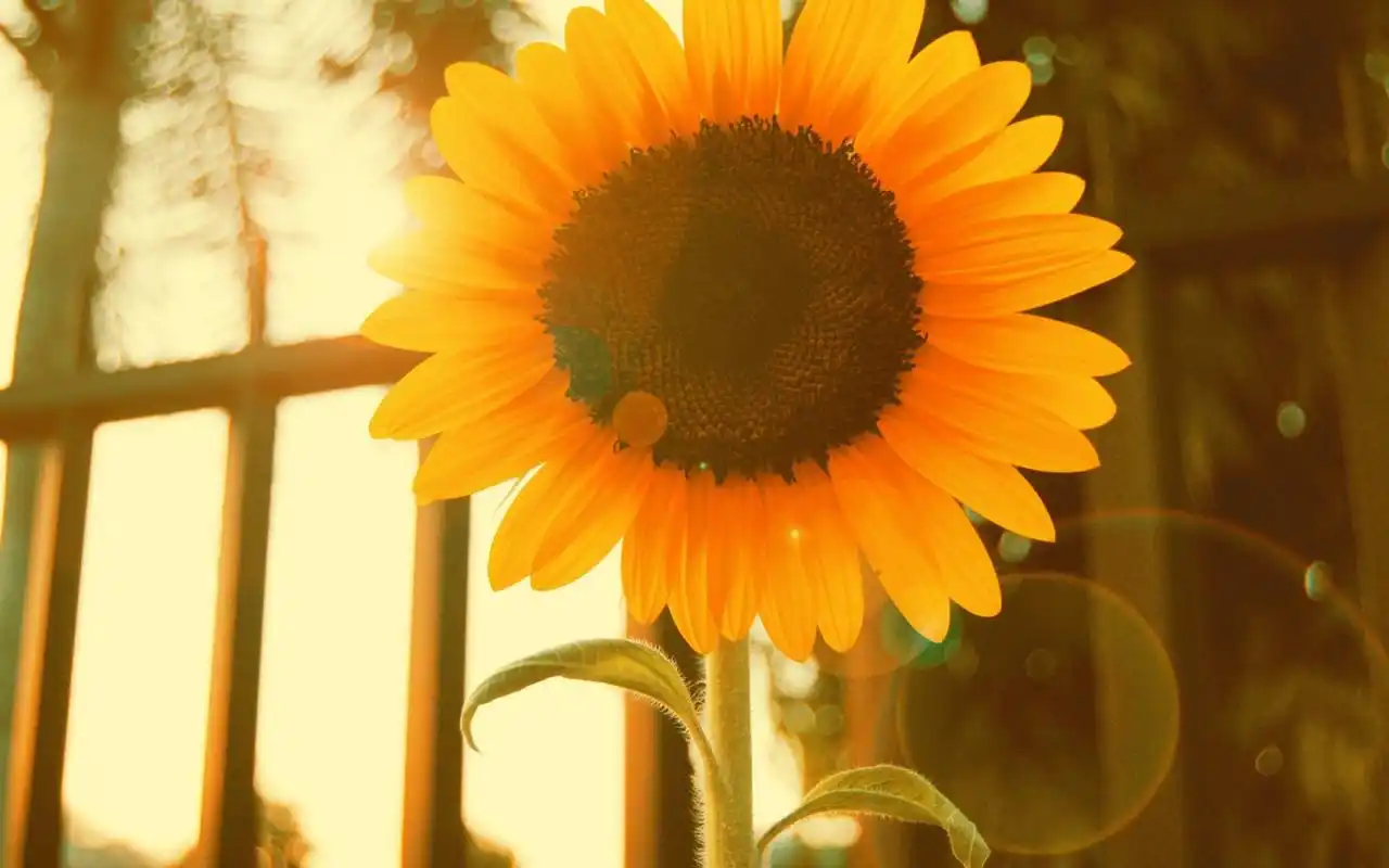 购房者想要买房还贷 这四金与四费你一定要知道