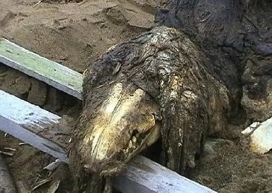 俄罗斯科学家揭秘海怪照片实为白鲸遗骸图