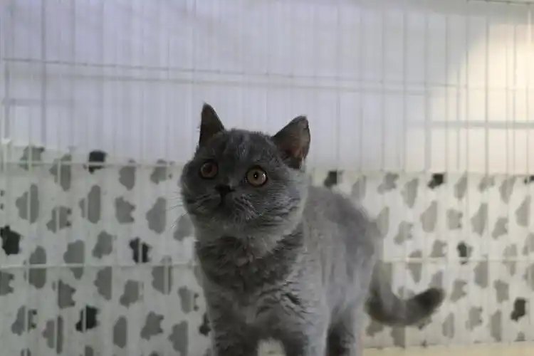 英短纯蓝蓝猫