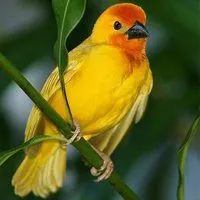 微信头像小鸟图片