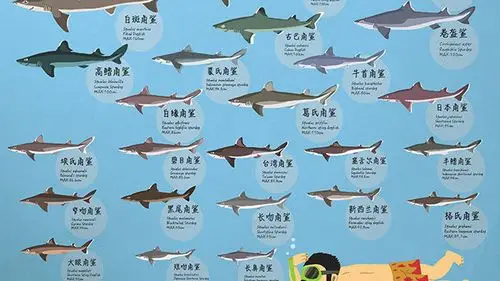 【有趣的鲨鱼大图鉴】第3期【修订版】