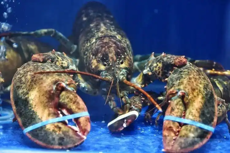 楚河汉街海港海中鲜仅488元享门市价1472元套餐100种生猛海鲜有全球