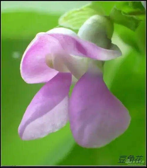 一图区分蝶形花和假蝶形花_手机搜狐网