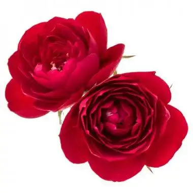 两朵红玫瑰花隔离在白色背景切口白色背景抠出一个孤立的两个红色玫瑰