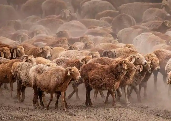 据说全国只有百分之三的人吃过这种羊阿勒泰大尾羊