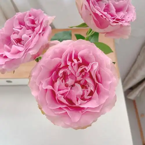 娇兰甜蜜雪山玫瑰