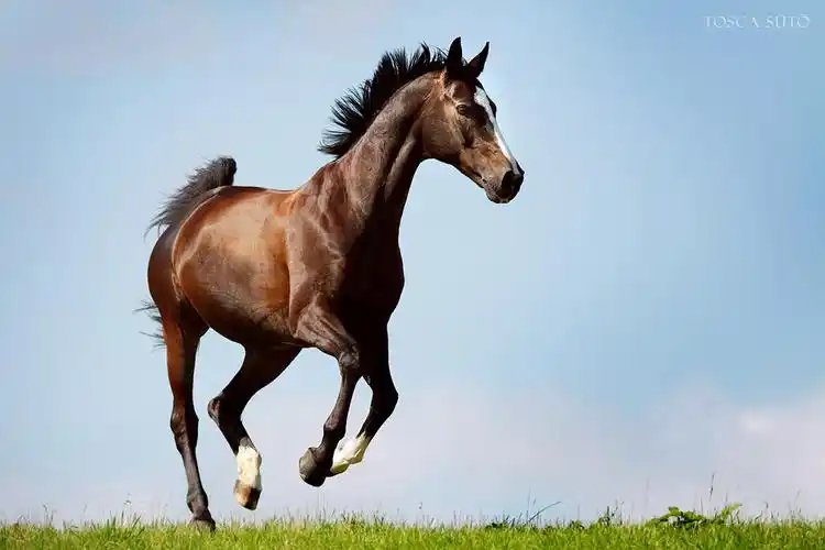 精彩绝伦的骏马图片