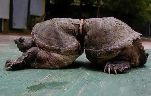 直击环境污染对动物造成伤害的画面