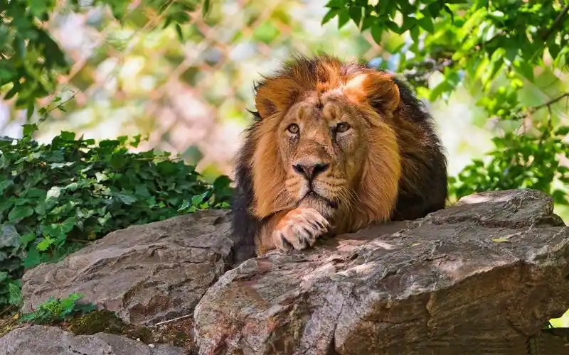 描述: 狮子-动物摄影壁纸 当前壁纸尺寸: 1280 x 800