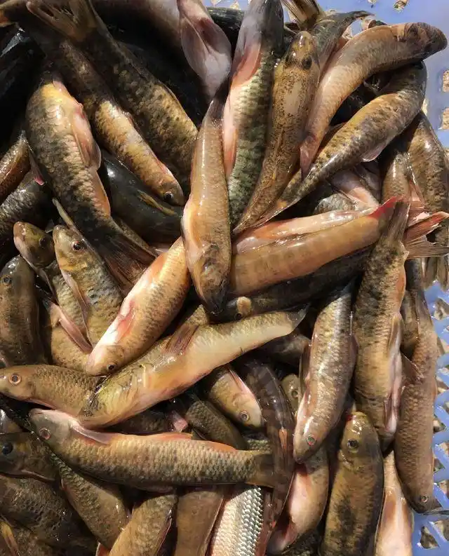 农民说,这小鱼在农村都叫"猪嘴"鱼,只生长在有石头的小河里,它们经常